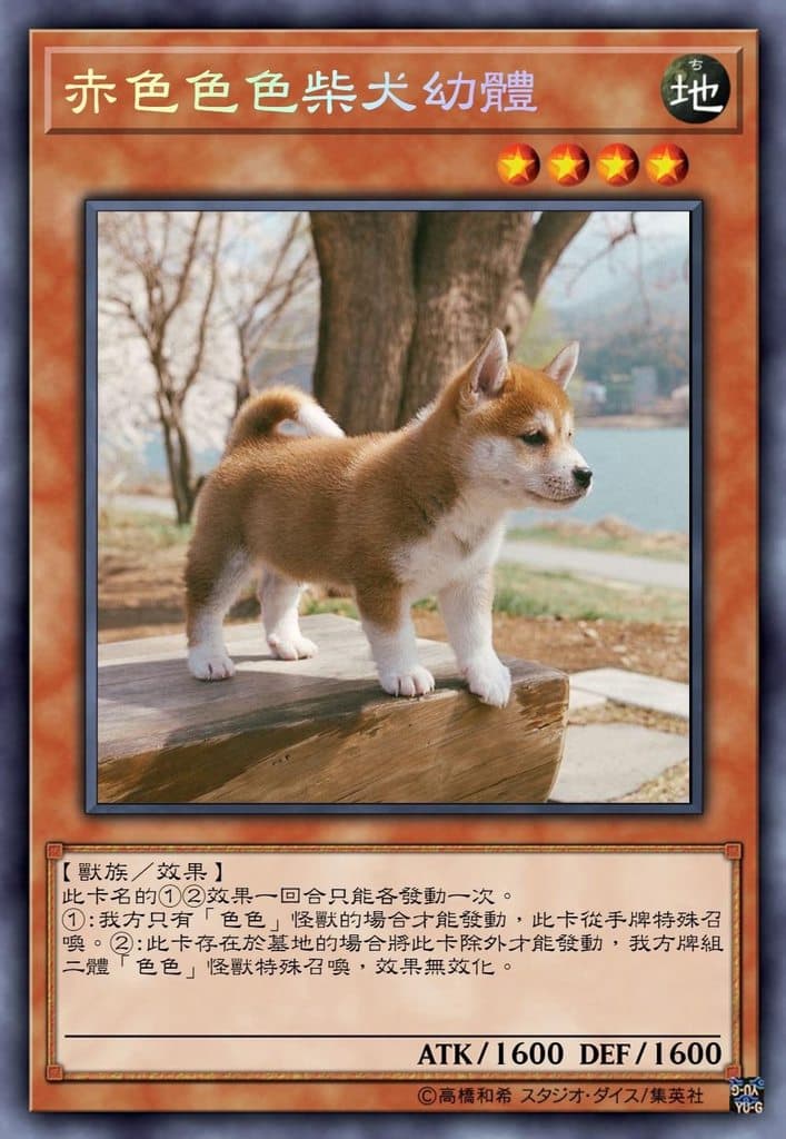 赤色色色柴犬幼體