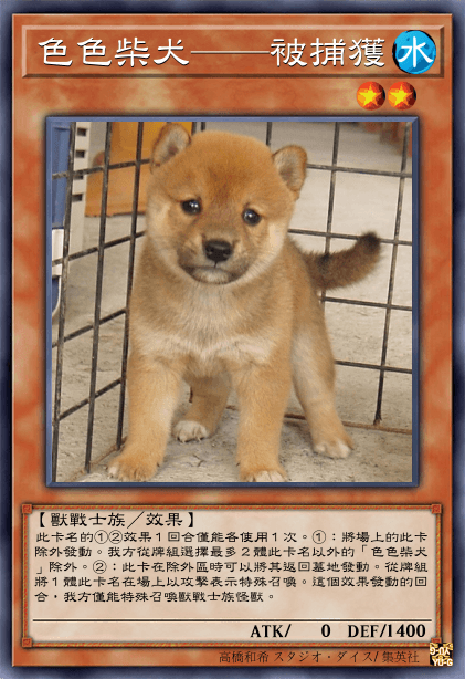 色色柴犬——被捕獲