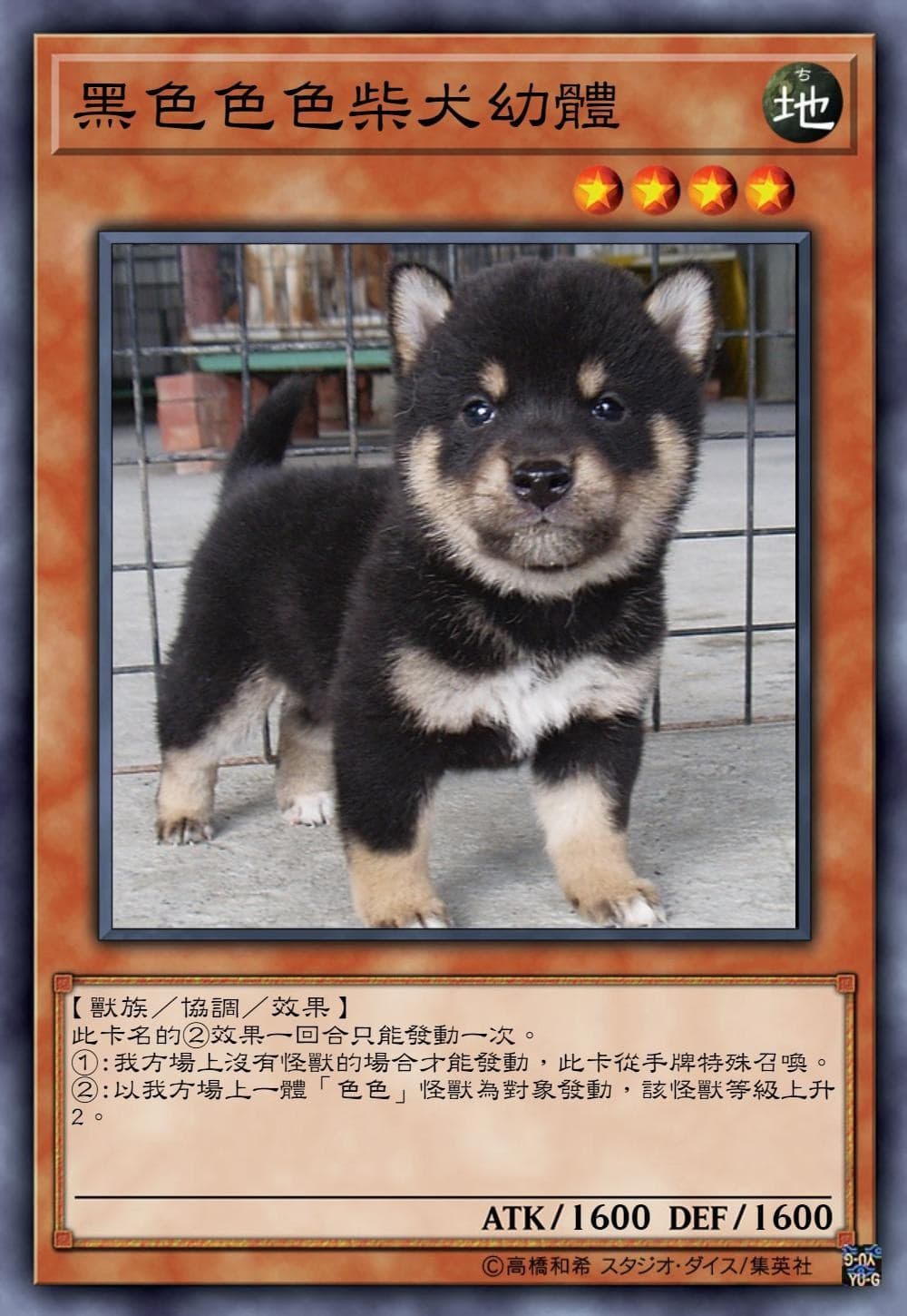 黑色色色柴犬幼體