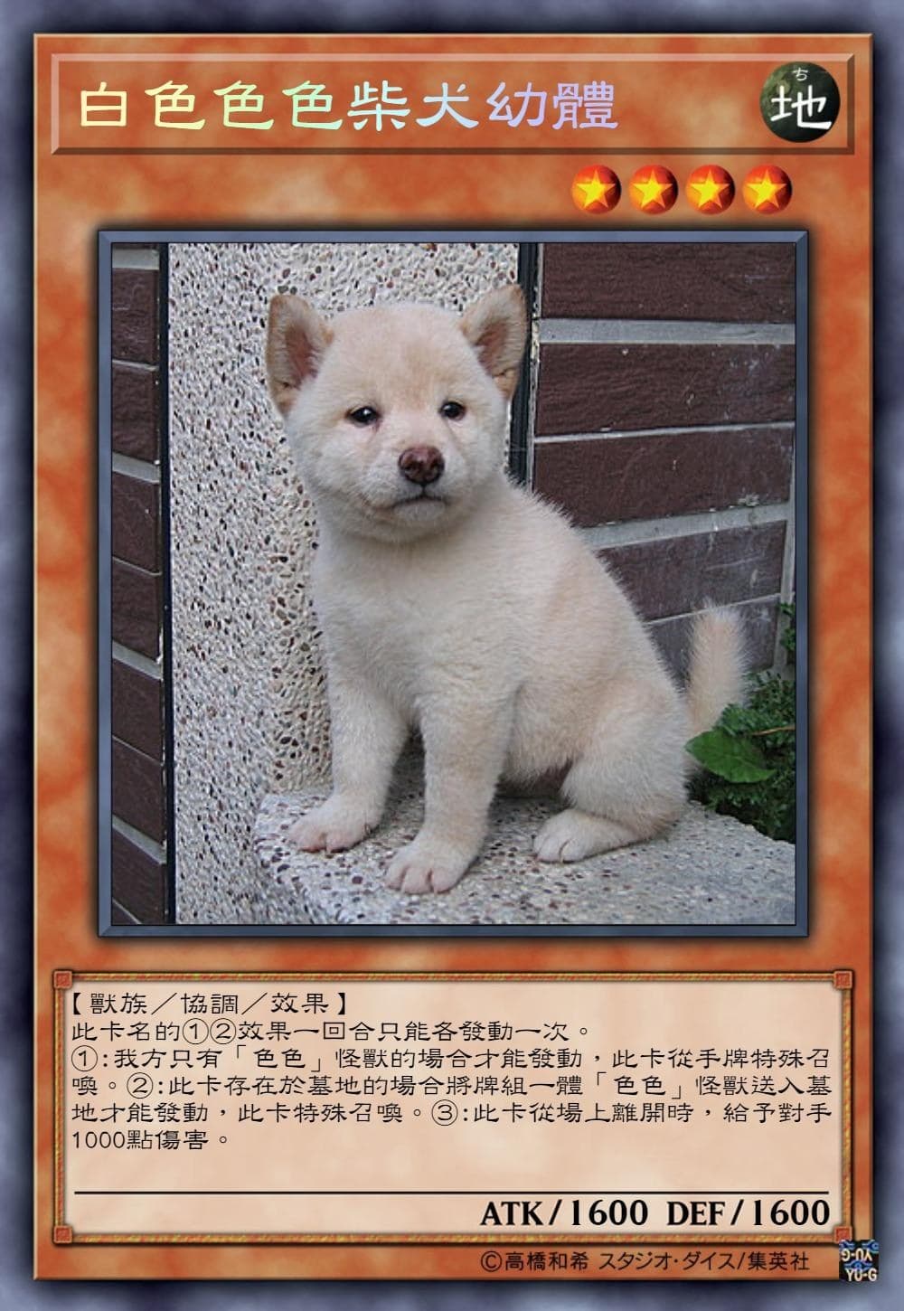 白色色色柴犬幼體